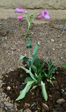 Apr 14 - A gift from Anna's garden, a baby bloomer. Thank you Anna!